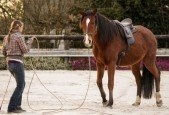 Beginners guide for Natural Horsemanship