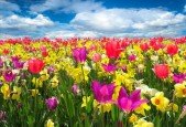 The Psychology of Happiness