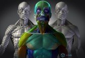 Mastering Human Anatomy For 3D Artists