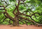 Build A TodoList Fast with Fiber GoLang and Svelte