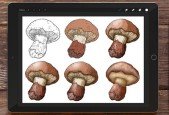 Digital Painting in Procreate for Beginners