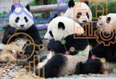 Python Pandas For Your Grandpa